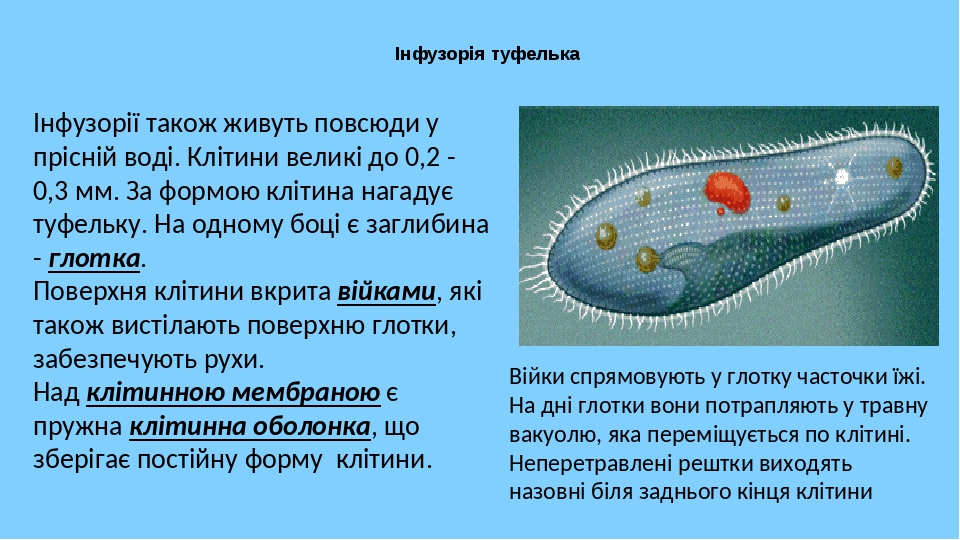 Інфузорія туфелька Інфузорії також живуть повсюди у прісній воді. Клітини великі до 0,2 - 0,3 мм. За формою клітина нагадує туфельку. На одному боц...