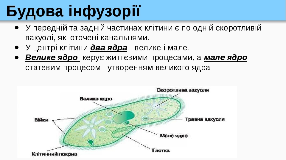 Будова інфузорії У передній та задній частинах клітини є по одній скоротливій вакуолі, які оточені канальцями. У центрі клітини два ядра - велике і...