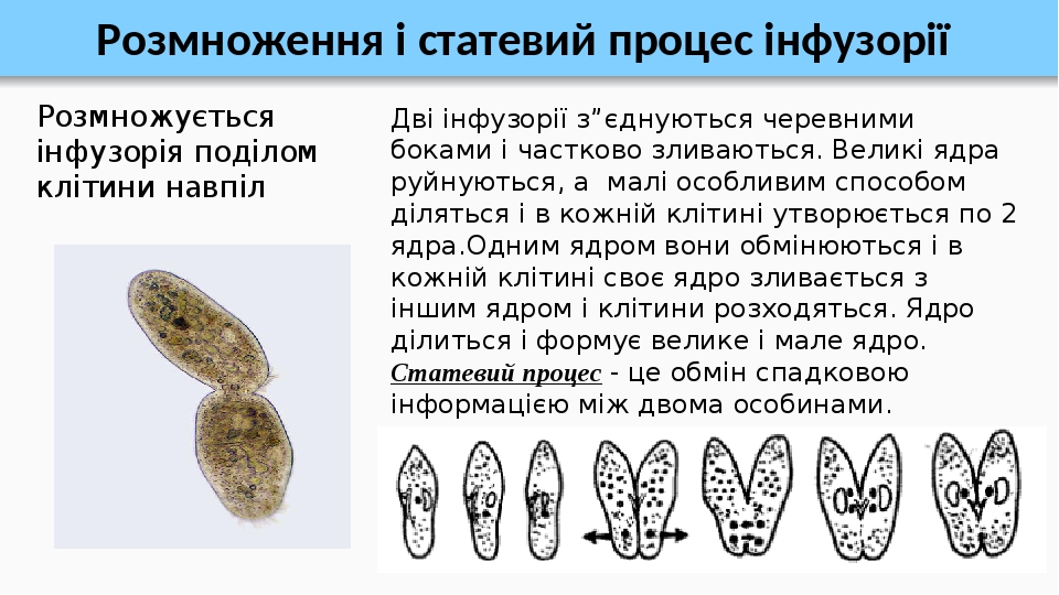 Розмноження і статевий процес інфузорії Розмножується інфузорія поділом клітини навпіл Дві інфузорії з”єднуються черевними боками і частково зливаю...