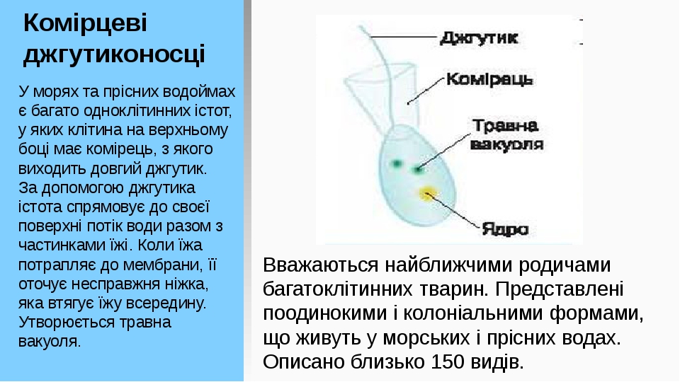 Комірцеві джгутиконосці У морях та прісних водоймах є багато одноклітинних істот, у яких клітина на верхньому боці має комірець, з якого виходить д...