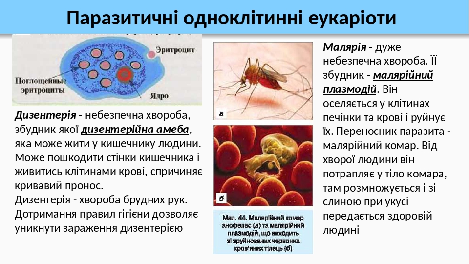 Паразитичні одноклітинні еукаріоти Дизентерія - небезпечна хвороба, збудник якої дизентерійна амеба, яка може жити у кишечнику людини. Може пошкоди...