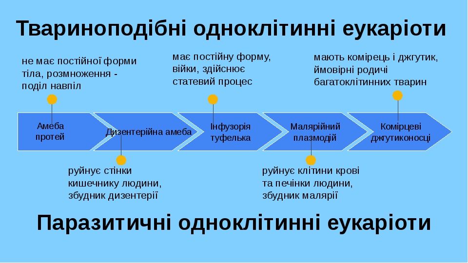 Амеба протей не має постійної форми тіла, розмноження - поділ навпіл Дизентерійна амеба руйнує стінки кишечнику людини, збудник дизентерії Інфузорі...