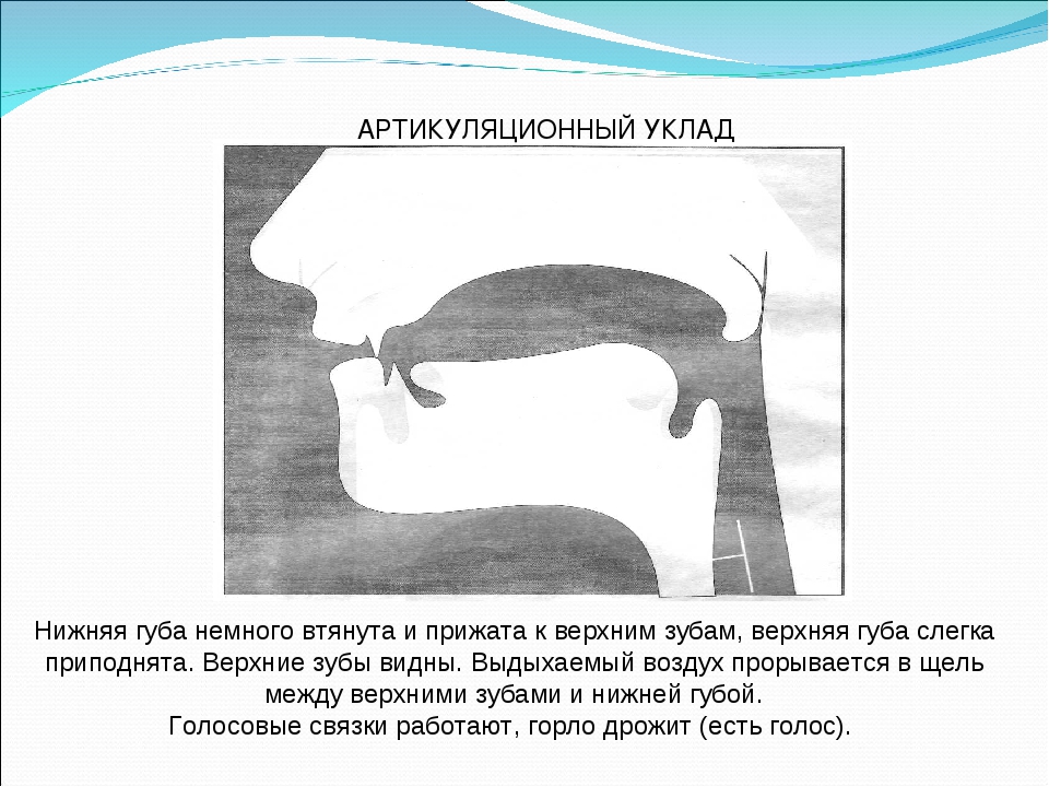 Приора нижняя губа