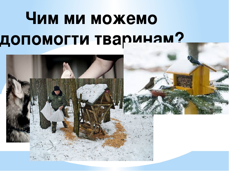 Чим ми можемо допомогти тваринам?