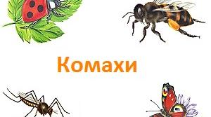 Ознайомлення дітей з різноманітністю комах. Загадки та кросворди.