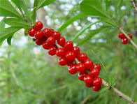 Вовче лико (Daphne mezereum)