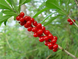 Вовче лико (Daphne mezereum)