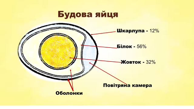 Методична розробка відкритого уроку на тему: «Будова та хімічний склад яєць. Види яєць за строками зберігання та категоріями. Яєчні продукти їх асортимент. Механічна кулінарна обробка яєць» | Інші методичні матеріали. Різне