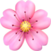 Cherry Blossom