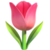 Tulip