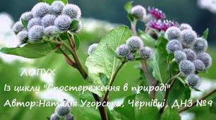 Лопух. Із циклу "Спостереження в природі"