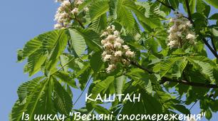 Каштан. Із циклу "Спостереження в природі"