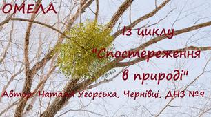 Омела. Із циклу "Весняні спостереження"