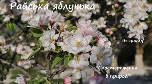 Райська яблунька. Із циклу "Спостереження в природі".