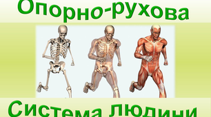 Опорно - рухова ситема