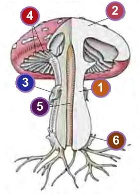 Будова гриба картинка