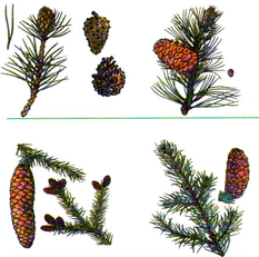 0100ipi3-98b7-233x231.png