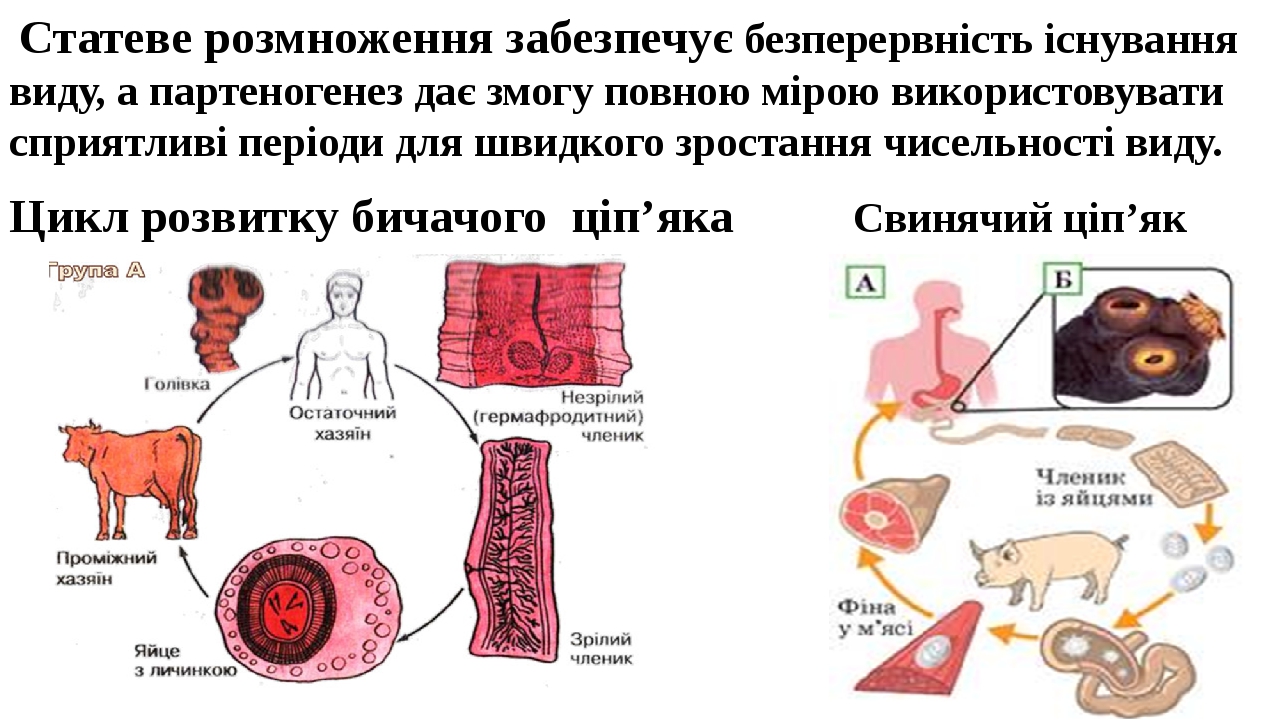 Картинки по партеногенезу