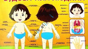 Людина та її організм