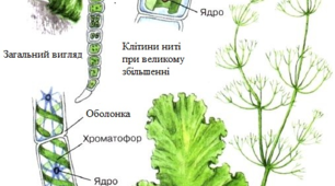 Одноклітинні організми. Перехід до багатоклітинності