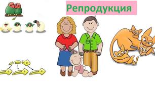 Репродукція і розвиток ( І частина )