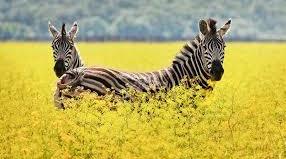 Презентація "Чому природа потребує охорони?"