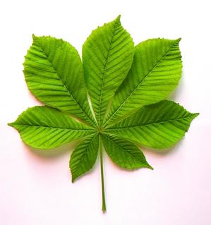 Kasztanowiec – zwyczajny, ale niezwykły - Czasopismo Biologia w ...