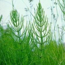 Хвощ польовий – лікувальні властивості та хімічний склад ...